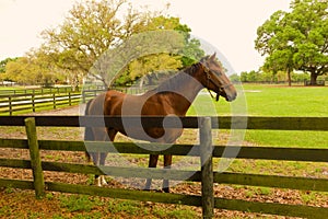 A future race horse at a training facilty if florida