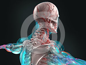 Futuristic body scan of human