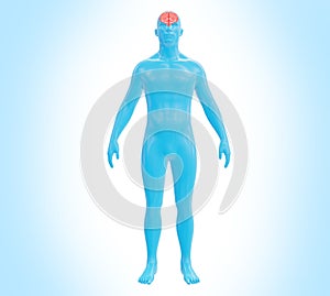 Futuristic Medical Illustration: Full Body Scan with Brain 3D Render