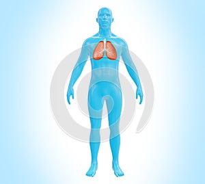 Futuristic Medical Illustration: Full Body Scan with Lung 3D Render