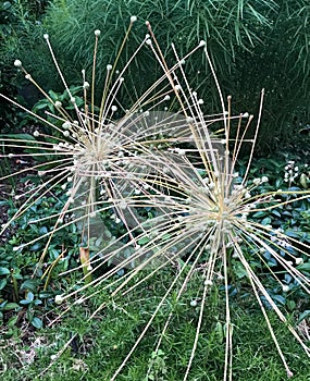 Futuristic Plant in Battery Park in New York City