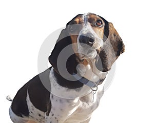 Fuuny face of a dog looking a the camera isolated on white.