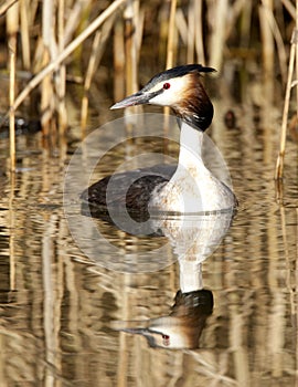 Fuut, Great Crested Grebe, Podiceps cristatus