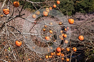 Fuyu Persimmon