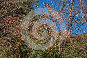 Fuyu Persimmon