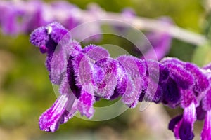 Fuzy purple flowers in the garden photo