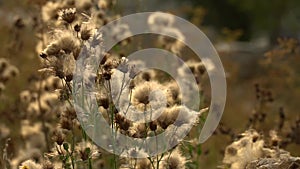 Fuzz of overripe thistle. Overripe fuzzy weed buds in light of setting sun