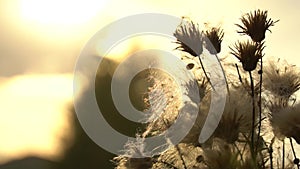 Fuzz of overripe thistle. Overripe fuzzy weed buds in light of setting sun