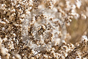 Fuzz on the plant outdoors in autumn