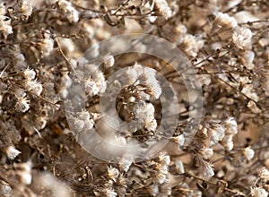 Fuzz on the plant outdoors in autumn