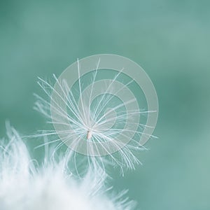 A fuzz seed with white hairs on green and turquoise background