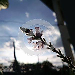 The fuzziness of flowers with the sky blue cloud