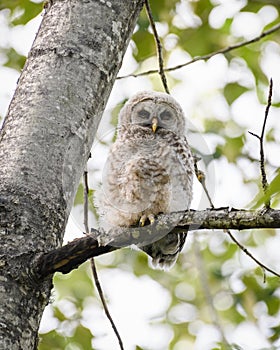 A fuzzy barred owlet sits on a tree branch
