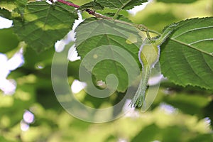 Fuzzy beaked hazelnut seed in a protective covering