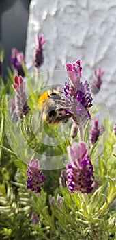 Fuzzy Bee on Purple Lavender Flower