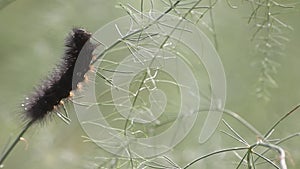 Fuzzy Black Caterpillar Eating Green Asparagus Plant