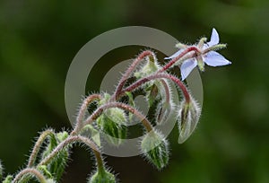 A Fuzzy Borage Plant in Bloom