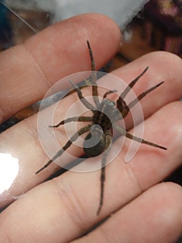 Fuzzy brown wolf spider brown spider in hand