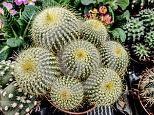 Fuzzy buckeye cactus in the pot