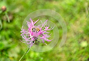 fuzzy bumblebee eating from a purple flower