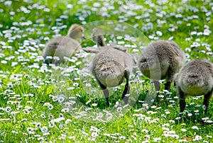 Fuzzy butts in a flowering field