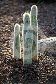 Fuzzy cactus growing in a community garden with visible hairs and spikes in early morning shade in the neighborhood