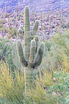Fuzzy cactus saguaro with visible spikes and natural arm growths with sideline shrubs and mountains in the sunset
