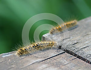 Fuzzy Caterpillar