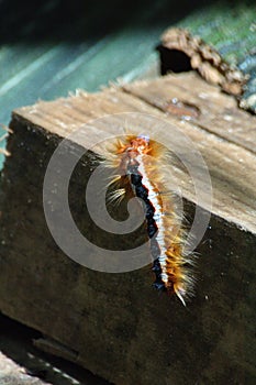 Fuzzy caterpillar