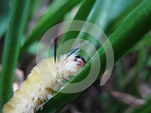 Fuzzy caterpillar climbing up green grass