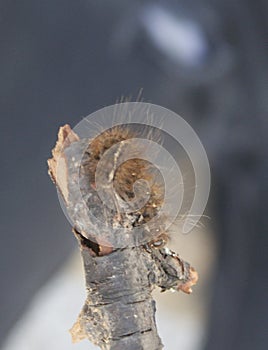 Fuzzy Caterpillar Crawling on a Stick