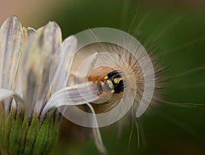 Fuzzy caterpillar on flower