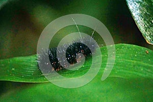 Fuzzy caterpillar on a leaf