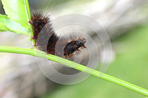 Fuzzy Caterpillar