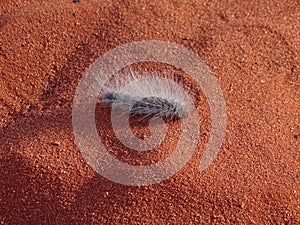 Fuzzy caterpillar in the red sand of Uluru, Northern Territory