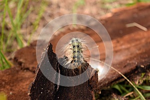 Fuzzy caterpillar on tree bark