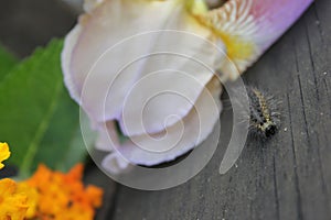 Fuzzy Caterpillar on Wooden Fence With Purple Flowers in Background.