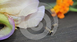 Fuzzy Caterpillar on Wooden Fence With Purple Flowers in Background. Rural East Texas