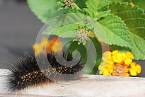 Fuzzy Caterpillar on Wooden Fence With Yellow Flowers in Background