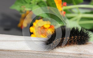 Fuzzy Caterpillar on Wooden Fence With Yellow Flowers in Background
