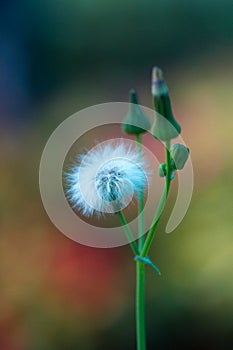 Fuzzy cotton like wild flowers in the jungle