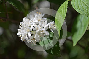 Fuzzy deutzia