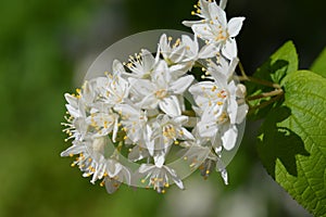 Fuzzy deutzia