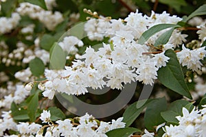 Fuzzy Deutzia, Deutzia scabra double flowered in bloom