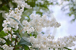 Fuzzy Deutzia, Deutzia scabra double flowered in bloom