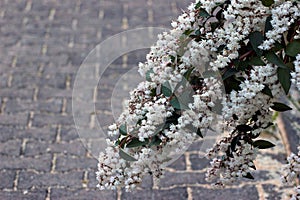 Fuzzy deutzia, or Deutzia scabra flowers in a garden