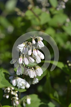 Fuzzy deutzia Flore Pleno