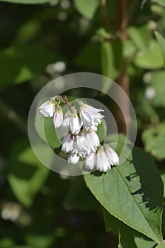 Fuzzy deutzia Flore Pleno