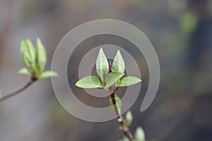 Fuzzy deutzia Flore Pleno