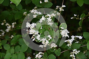 Fuzzy deutzia flowers